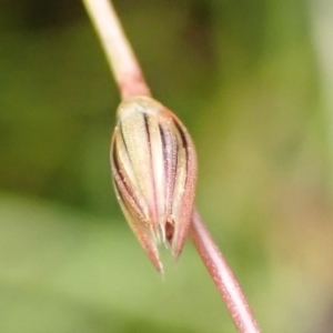 Juncus bufonius at Cook, ACT - 25 Nov 2021