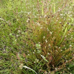 Juncus bufonius at Cook, ACT - 25 Nov 2021