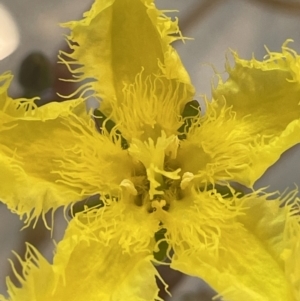 Nymphoides montana at Paddys River, ACT - 23 Nov 2021