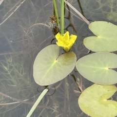 Nymphoides montana at Paddys River, ACT - 23 Nov 2021