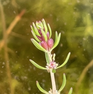 Myriophyllum simulans at Paddys River, ACT - 23 Nov 2021 01:13 PM