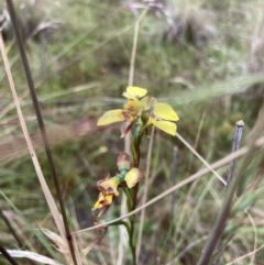 Diuris sulphurea (Tiger Orchid) at Bungendore, NSW - 26 Nov 2021 by yellowboxwoodland