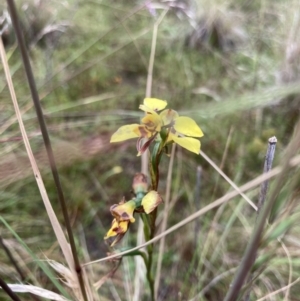 Diuris sulphurea at Bungendore, NSW - suppressed