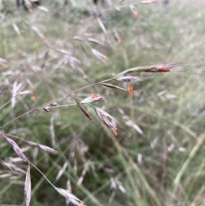 Rytidosperma pallidum at Bungendore, NSW - 27 Nov 2021 10:05 AM