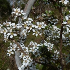 Leptospermum myrtifolium (Myrtle Teatree) at Boro, NSW - 23 Nov 2021 by Paul4K