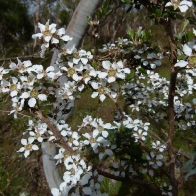 Leptospermum myrtifolium (Myrtle Teatree) at Boro - 23 Nov 2021 by Paul4K