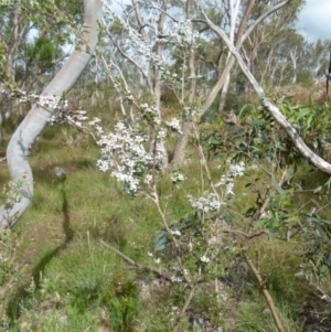 Leptospermum myrtifolium at Boro, NSW - 23 Nov 2021