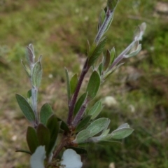 Leptospermum myrtifolium at Boro, NSW - 23 Nov 2021