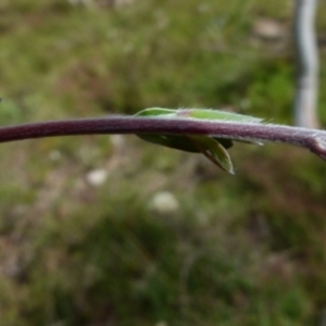 Leptospermum myrtifolium at Boro, NSW - 23 Nov 2021