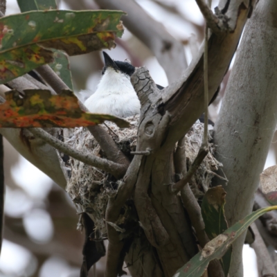 Lalage tricolor (White-winged Triller) at Pialligo, ACT - 23 Nov 2021 by jb2602