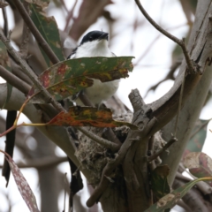 Lalage tricolor at Pialligo, ACT - 23 Nov 2021