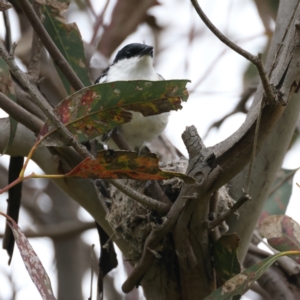 Lalage tricolor at Pialligo, ACT - 23 Nov 2021