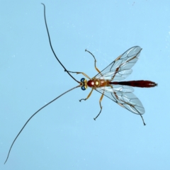 Leptophion yampus (An Ophioninae parasitic wasp) at Ainslie, ACT - 23 Nov 2021 by jbromilow50