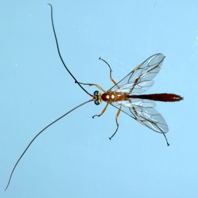 Leptophion yampus (An Ophioninae parasitic wasp) at Ainslie, ACT - 23 Nov 2021 by jb2602