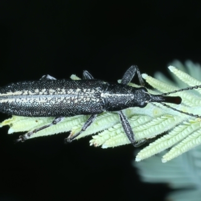 Rhinotia sp. in brunnea-group (A belid weevil) at Hackett, ACT - 23 Nov 2021 by jbromilow50