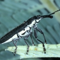 Rhinotia sp. in brunnea-group at Hackett, ACT - 23 Nov 2021