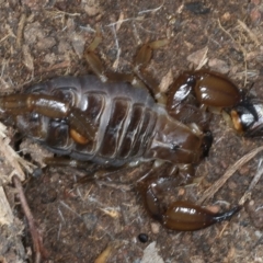 Urodacus manicatus (Black Rock Scorpion) at Mount Ainslie - 23 Nov 2021 by jb2602
