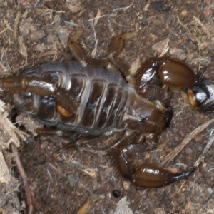 Urodacus manicatus at Hackett, ACT - 23 Nov 2021 03:47 PM