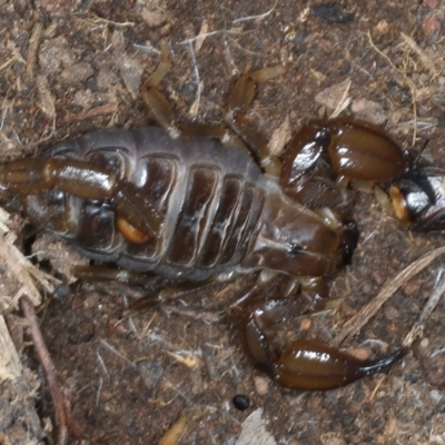 Urodacus manicatus (Black Rock Scorpion) at Mount Ainslie - 23 Nov 2021 by jb2602