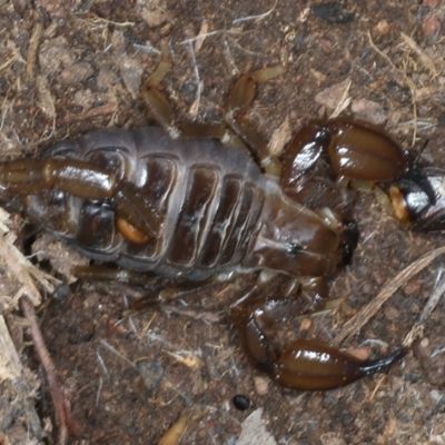 Urodacus manicatus (Black Rock Scorpion) at Hackett, ACT - 23 Nov 2021 by jbromilow50