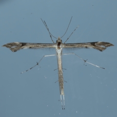 Sinpunctiptilia emissalis (Speedwell Pterror) at Ainslie, ACT - 23 Nov 2021 by jb2602