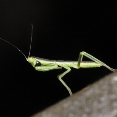 Mantodea (order) (Unidentified praying mantis) at Acton, ACT - 26 Nov 2021 by TimL