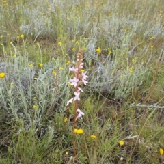 Stylidium graminifolium (Grass Triggerplant) at Kowen, ACT - 27 Nov 2021 by jamesjonklaas