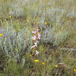 Stylidium graminifolium at Kowen, ACT - 27 Nov 2021 02:09 PM