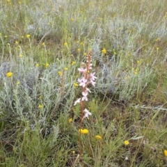 Stylidium graminifolium at Kowen, ACT - 27 Nov 2021 02:09 PM