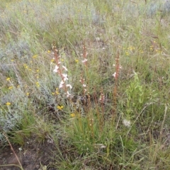 Stylidium graminifolium at Kowen, ACT - 27 Nov 2021 02:09 PM