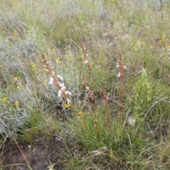 Stylidium graminifolium at Kowen, ACT - 27 Nov 2021 02:09 PM