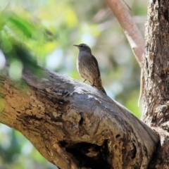 Climacteris picumnus victoriae (Brown Treecreeper) at Chiltern, VIC - 27 Nov 2021 by KylieWaldon