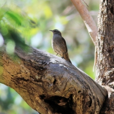 Climacteris picumnus (Brown Treecreeper) at Chiltern, VIC - 26 Nov 2021 by KylieWaldon