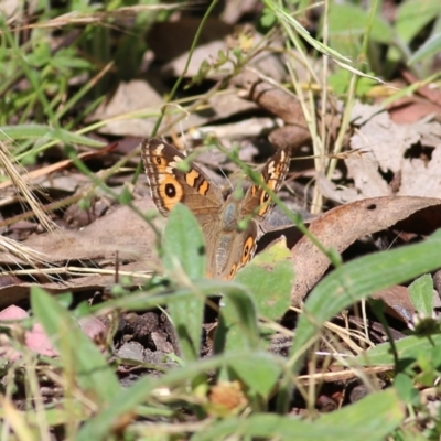 Junonia villida (Meadow Argus) at Chiltern, VIC - 26 Nov 2021 by KylieWaldon