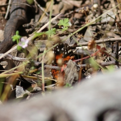 Vanessa kershawi (Australian Painted Lady) at Chiltern, VIC - 26 Nov 2021 by KylieWaldon