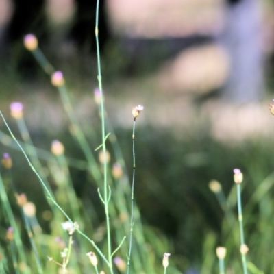 Petrorhagia sp. at Chiltern, VIC - 27 Nov 2021 by KylieWaldon