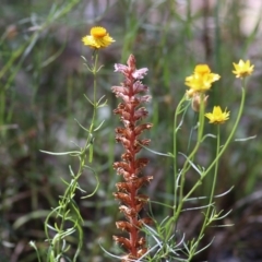 Orobanche minor (Broomrape) at Chiltern, VIC - 27 Nov 2021 by KylieWaldon