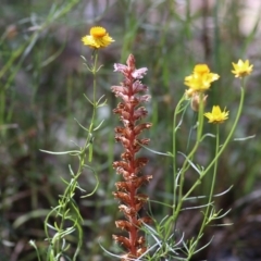 Unidentified Other Wildflower or Herb at Chiltern, VIC - 26 Nov 2021 by KylieWaldon