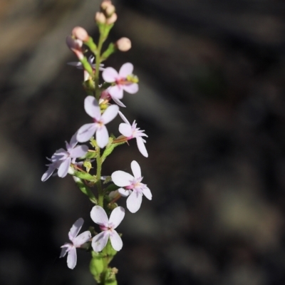 Stylidium graminifolium (Grass Triggerplant) at Chiltern, VIC - 26 Nov 2021 by KylieWaldon