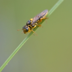 Pergidae sp. (family) (Unidentified Sawfly) at Wamboin, NSW - 18 Dec 2020 by natureguy