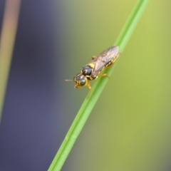 Pergidae sp. (family) at Wamboin, NSW - 18 Dec 2020