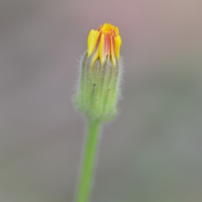 Crepis foetida subsp. foetida (Stinking Hawksbeard) at Wamboin, NSW - 18 Dec 2020 by natureguy