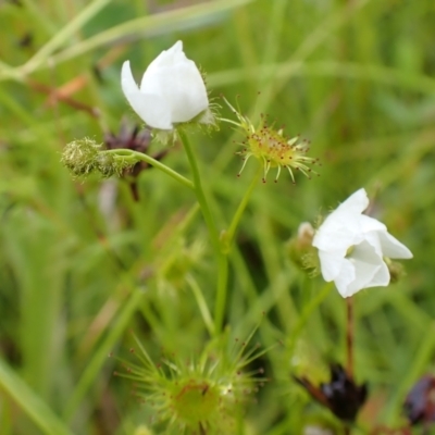 Drosera gunniana (Pale Sundew) at Cook, ACT - 25 Nov 2021 by drakes