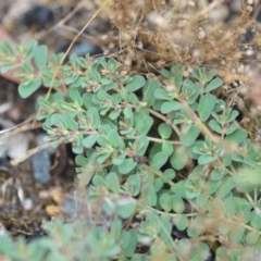 Euphorbia dallachyana at Wamboin, NSW - 18 Dec 2020