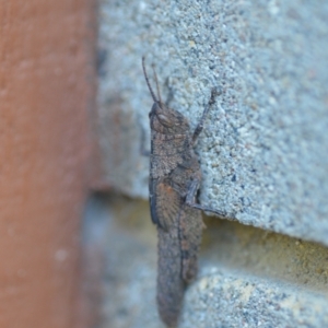 Pardillana limbata at Wamboin, NSW - 19 Dec 2020 12:51 PM