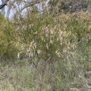 Acacia buxifolia subsp. buxifolia at Red Hill, ACT - 27 Nov 2021