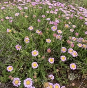 Calotis glandulosa at Adaminaby, NSW - 8 Nov 2021