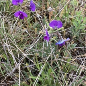 Swainsona sp. at Adaminaby, NSW - 8 Nov 2021