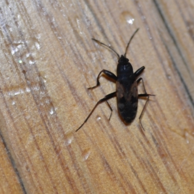 Euander lacertosus (Strawberry bug) at Wamboin, NSW - 19 Dec 2020 by natureguy