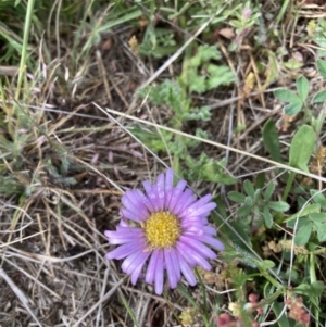 Calotis glandulosa at Adaminaby, NSW - 8 Nov 2021